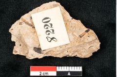 Foto (Detailansicht) von Callitris brongniartii Endl. (NHMW-GEO-2024-0188-8220)